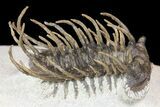 Spiny Koneprusia Trilobite - Foum Zguid, Morocco #74158-1